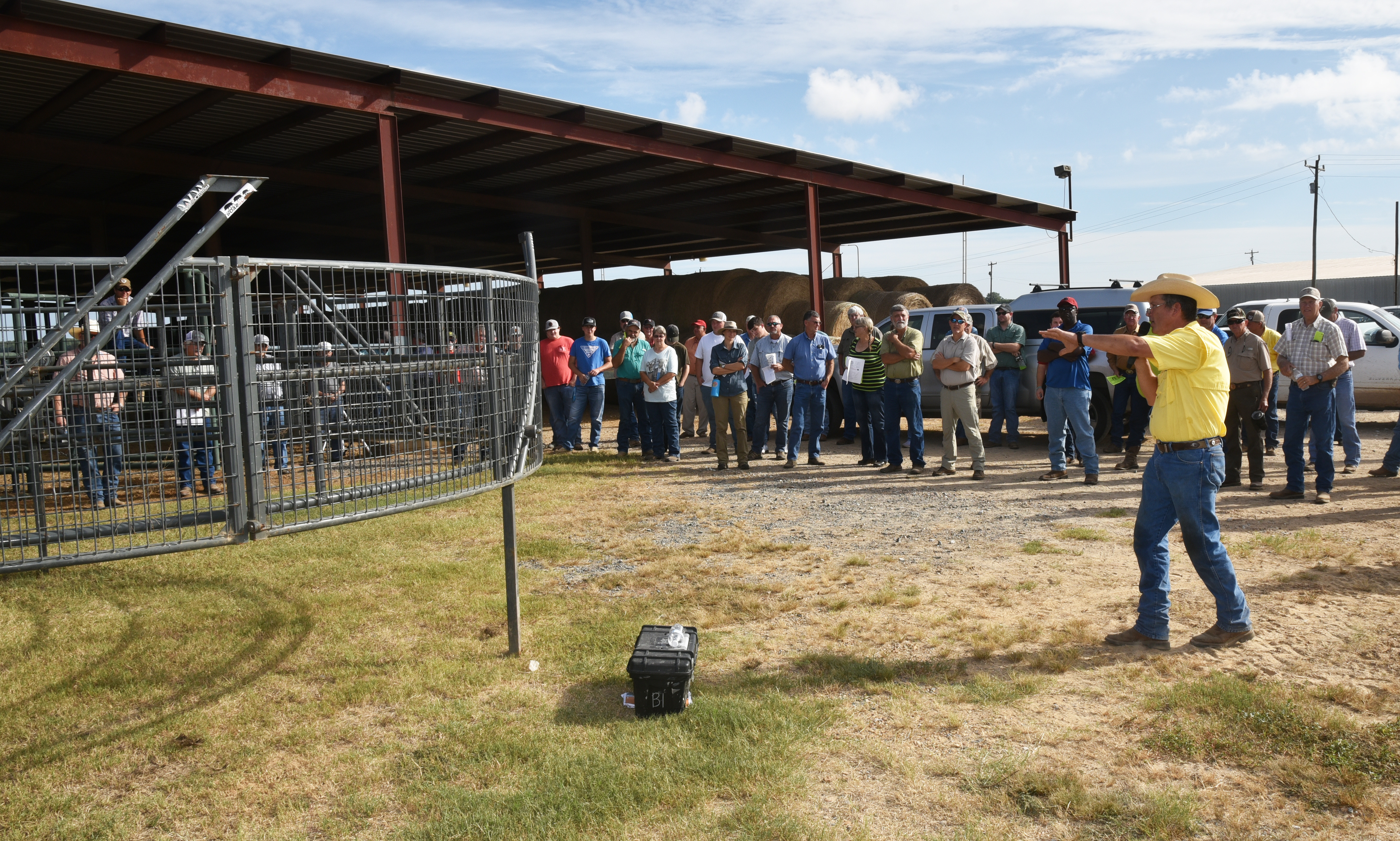 Feeding quality hay can reduce waste